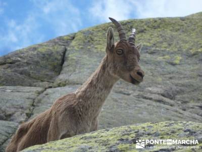 Parque Regional Sierra de Gredos - Laguna Grande de Gredos;viajes fin semana;viaje naturaleza